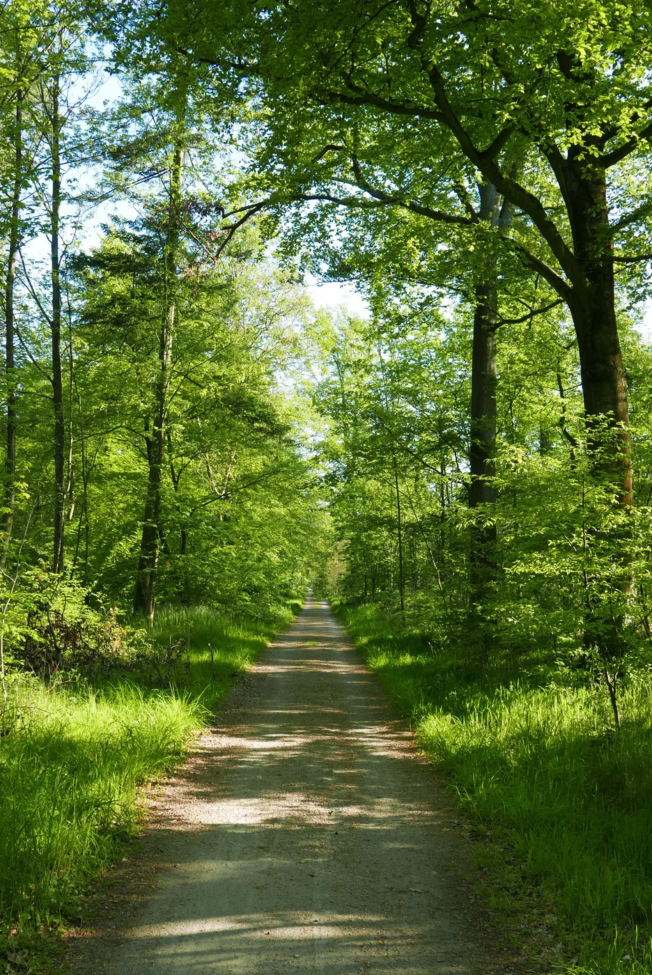 Waldweg – Erholung in der Natur
